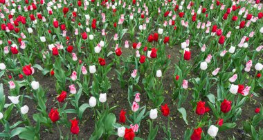 renkli Lale çiçek sezon Bahçe