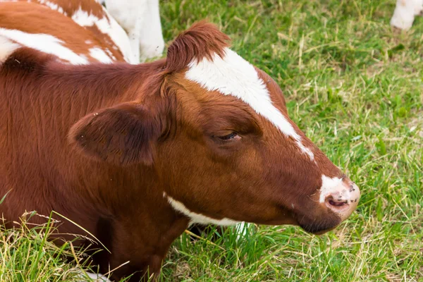 Koeien in het veld in groene weide boerderij — Stockfoto