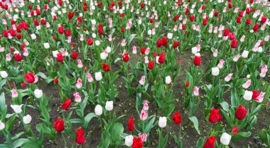 renkli Lale çiçek sezon Bahçe