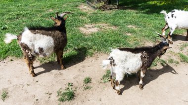 keçi kafası mücadele ediyoruz