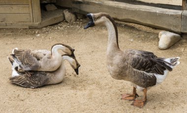 üreyen kazlar kuşların çiftleşme iyi