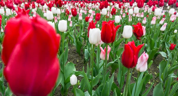 Colourful tulips flowers season garden — Stock Photo, Image