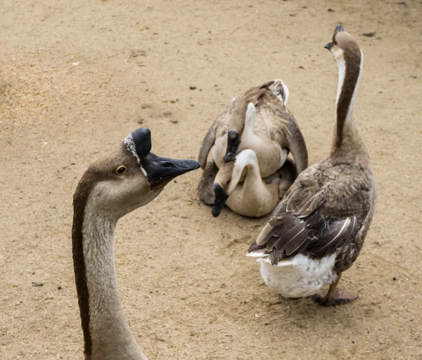 Goos 再現ガチョウ鳥の交尾 — ストック写真