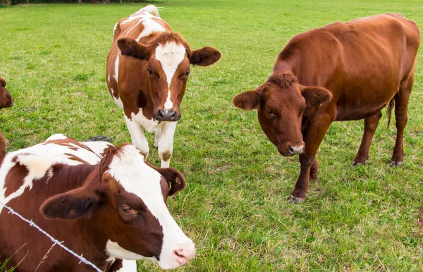 Cows in the field in green meadow farm — Stock Photo, Image