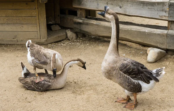 Goos apareamiento reproducción de gansos aves — Foto de Stock