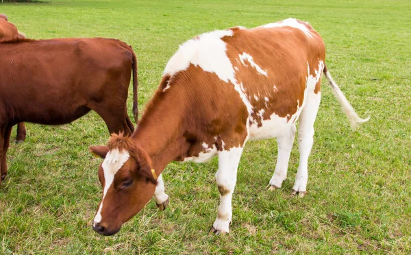 Vaci în câmp în ferma de pajiști verzi — Fotografie, imagine de stoc