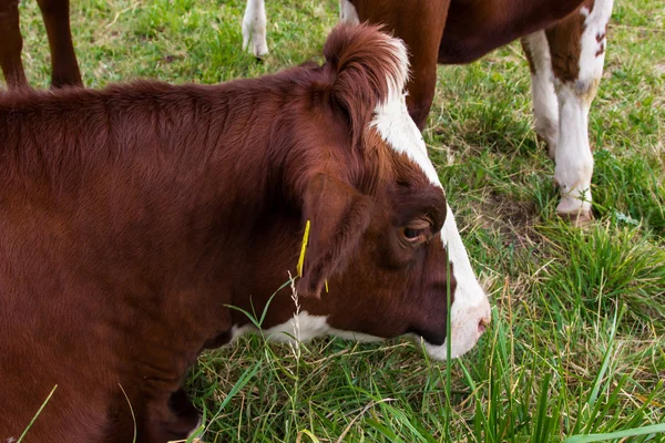 A mezőben zöld rét farm tehén — Stock Fotó
