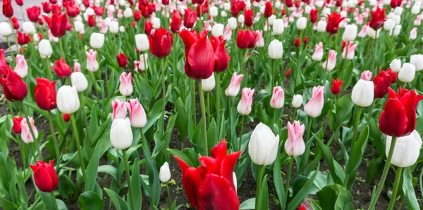 Bunte Tulpen Blumen Saison Garten — Stockfoto
