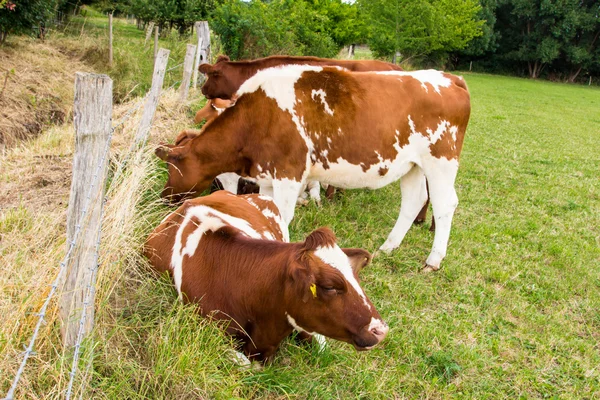 Vacas no campo em fazenda prado verde — Fotografia de Stock