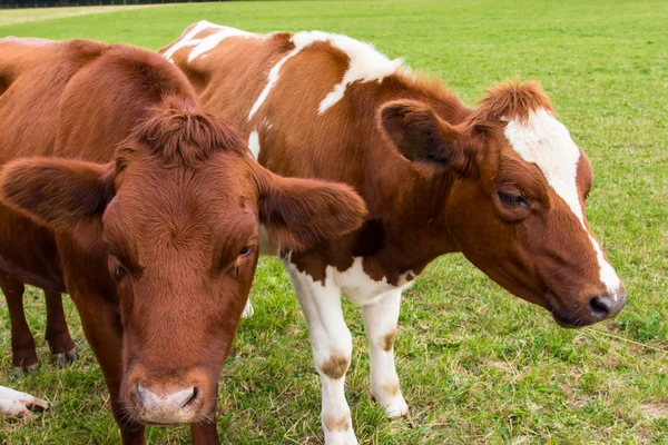 Vacas en el campo en la granja pradera verde —  Fotos de Stock