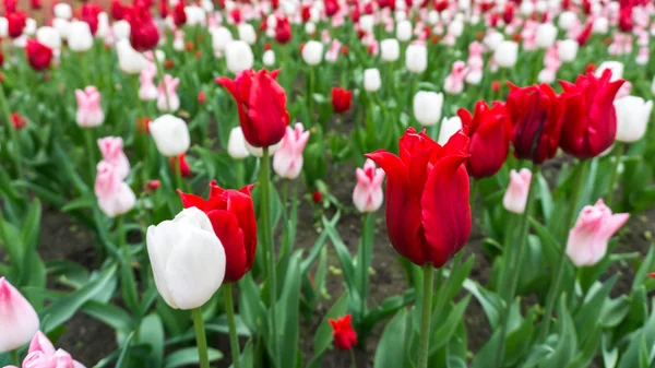 Colourful tulips flowers season garden — Stock Photo, Image