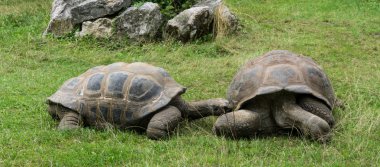 Kaplumbağa kaplumbağa