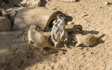keresindemirket çöl faresi