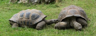 Kaplumbağa kaplumbağa