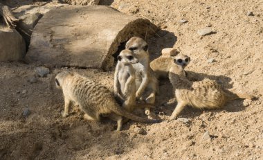 keresindemirket çöl faresi