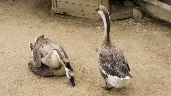 Goos apareamiento reproducción de gansos aves — Foto de Stock