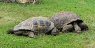 Kaplumbağa kaplumbağa