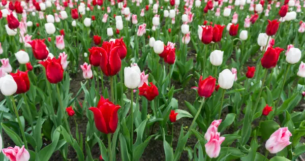 Tulipas coloridas flores estação jardim — Fotografia de Stock