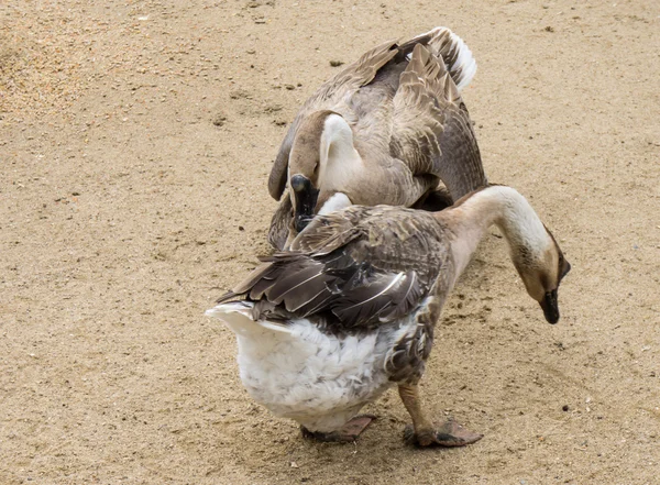 Goos apareamiento reproducción de gansos aves — Foto de Stock