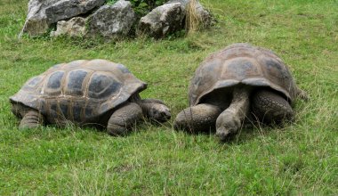 Kaplumbağa kaplumbağa