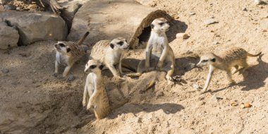 keresindemirket çöl faresi