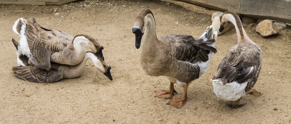 Goos mating reproducing geese birds — Stock Photo, Image