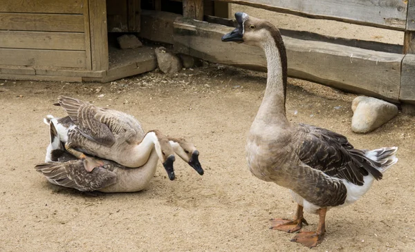 Goos apareamiento reproducción de gansos aves — Foto de Stock