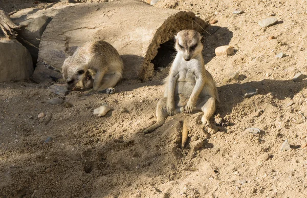 Meercat meerkat — Stock Photo, Image