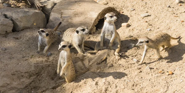 Meercat meerkat — Stock Photo, Image