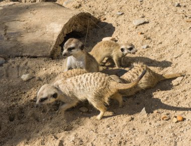 keresindemirket çöl faresi