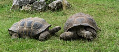 Kaplumbağa kaplumbağa