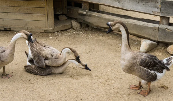 Goos apareamiento reproducción de gansos aves — Foto de Stock