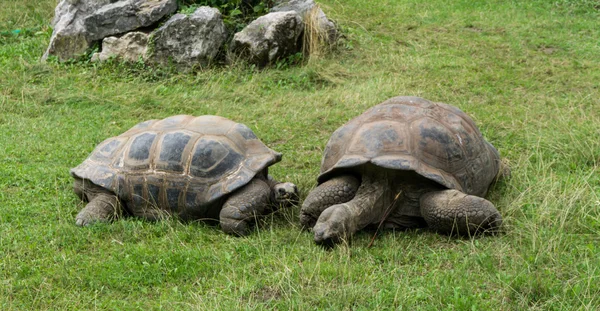 Turtle sköldpaddor djur Stockbild