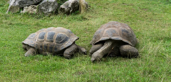 Turtle sköldpaddor djur — Stockfoto