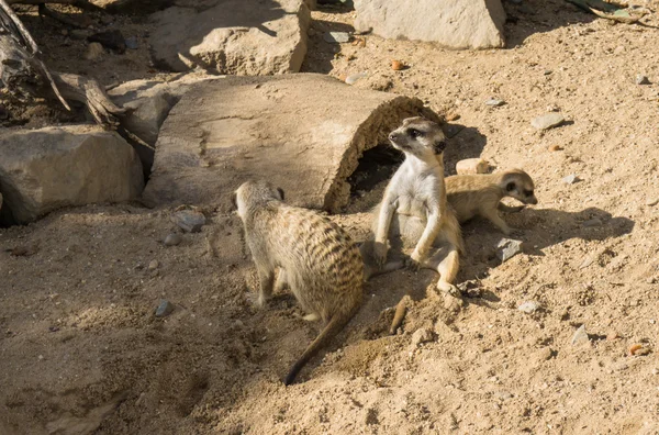 Meercat meerkat animals — Stock Photo, Image