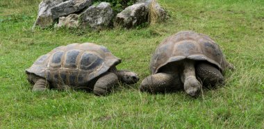 Kaplumbağa kaplumbağa hayvanlar