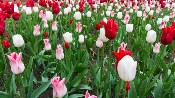 Tulipas coloridas flores estação jardim — Fotografia de Stock