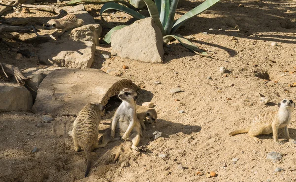 Animais meercat meerkat — Fotografia de Stock