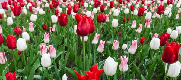 Tulipas coloridas flores estação jardim — Fotografia de Stock