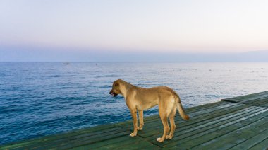 Köpek ve deniz