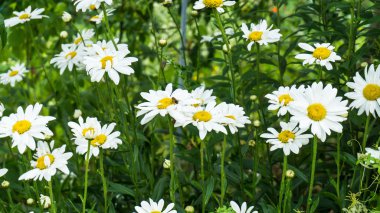 Papatya çiçekler ve arı 