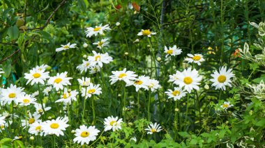 Papatya çiçekler ve arı 