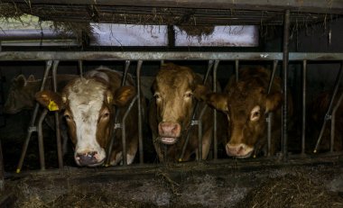 süt üretim çiftliği süt inekleri