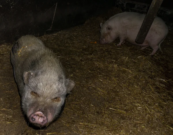 Suini negli animali della fattoria — Foto Stock