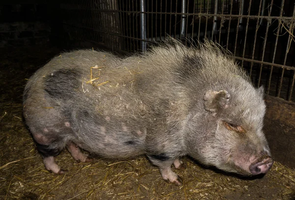 Pig in the farm animals — Stock Photo, Image