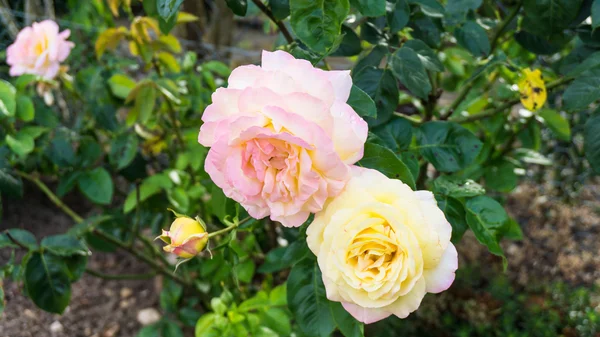 Rose fleurs nature — Photo