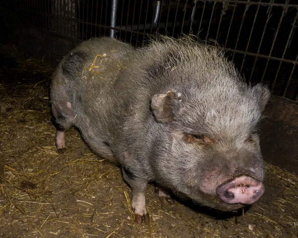 Свиня в сільськогосподарських тварин — стокове фото