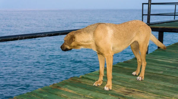 狗与海 — 图库照片