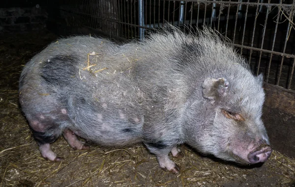 Allevamento suini cinghiale — Foto Stock