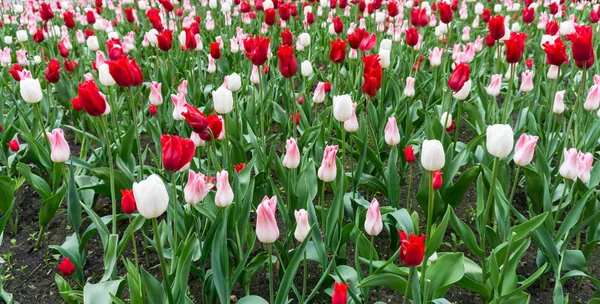 Tulipas coloridas flores estação jardim — Fotografia de Stock